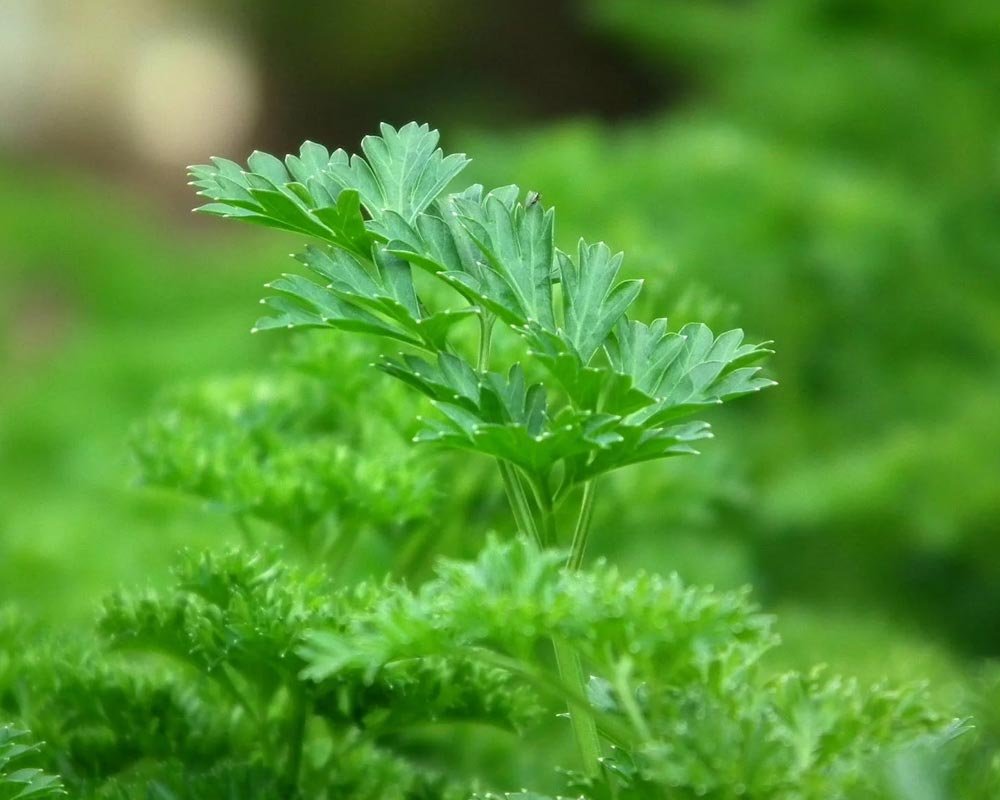 Herbal Health